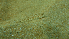 Pomatoschistus marmoratus