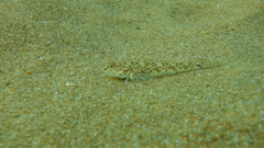 Pomatoschistus marmoratus