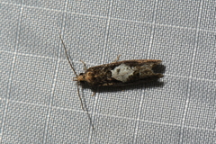 Epinotia trigonella