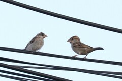 Passer domesticus indicus
