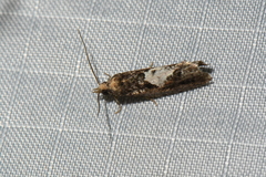 Epinotia trigonella