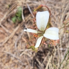 Pelargonium elongatum