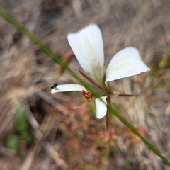 Pelargonium elongatum