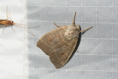 Ipimorpha pleonectusa