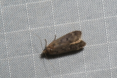 Anacampsis