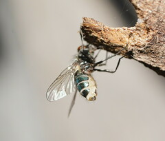 Schizophora