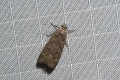 Anacampsis