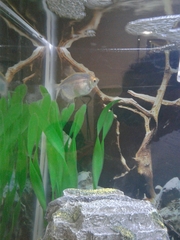 Gymnocorymbus ternetzi