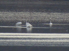 Cygnus columbianus columbianus