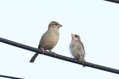 Passer domesticus indicus