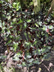 Begonia rex