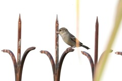 Passer domesticus indicus