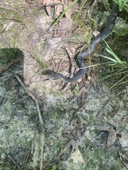 Coluber constrictor flaviventris
