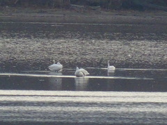 Cygnus columbianus columbianus