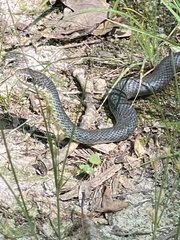 Coluber constrictor flaviventris