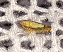 Scaphytopius elegans