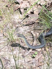 Coluber constrictor flaviventris