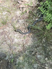 Coluber constrictor flaviventris