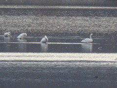 Cygnus columbianus columbianus