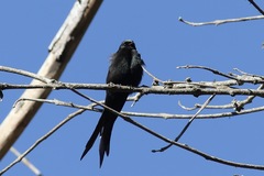 Psalidoprocne pristoptera