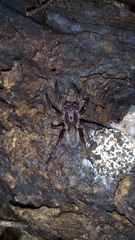 Asthenoctenus borellii