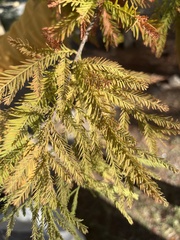 Taxodium distichum