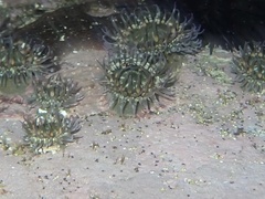 Bunodosoma californica