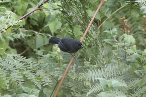 iNaturalist image