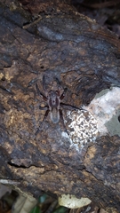 Asthenoctenus borellii