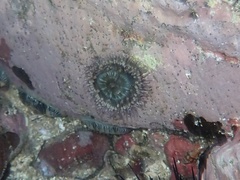 Bunodosoma californica