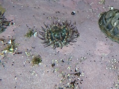Bunodosoma californica