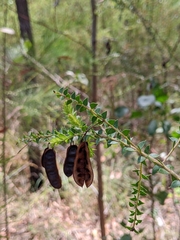 Acacia hubbardiana