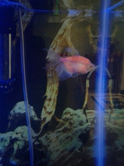 Gymnocorymbus ternetzi