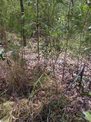 Acacia hubbardiana