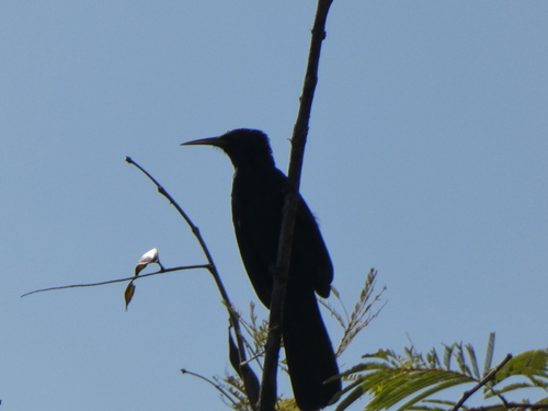 iNaturalist image