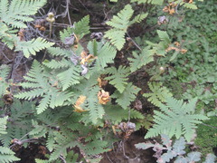 Pentagramma rebmanii