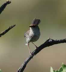 Malurus