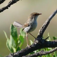 Malurus