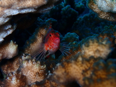 Cirrhitichthys oxycephalus