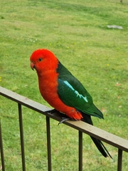 Alisterus scapularis scapularis