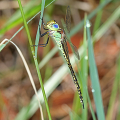 Austrogynacantha heterogena