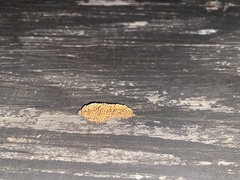 Gloeophyllum sepiarium