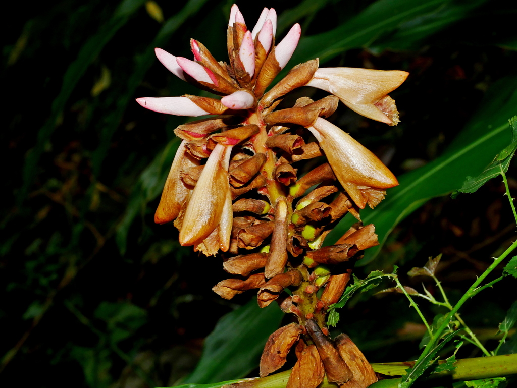 Alpinia nantoensis