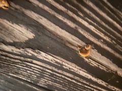 Gloeophyllum sepiarium