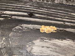 Gloeophyllum sepiarium