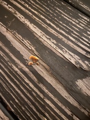 Gloeophyllum sepiarium