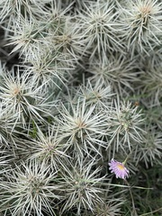Cylindropuntia