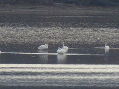 Cygnus columbianus columbianus