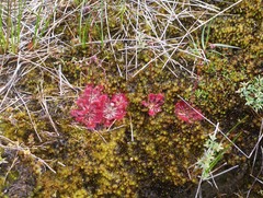 Drosera