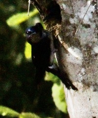 Hirundinidae